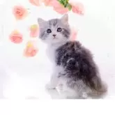 ラガマフィン