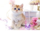 ブリティッシュショートヘア