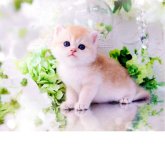 ブリティッシュショートヘア