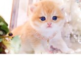 ブリティッシュショートヘア