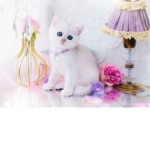 ブリティッシュショートヘア