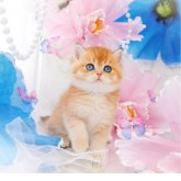 ブリティッシュショートヘア