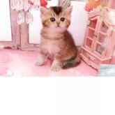 ブリティッシュショートヘア
