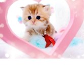 ブリティッシュロングヘア