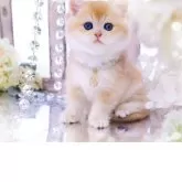 ブリティッシュショートヘア