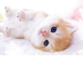 ブリティッシュショートヘア