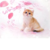 ブリティッシュショートヘア