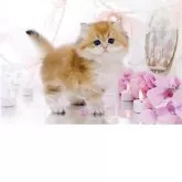 ブリティッシュロングヘア
