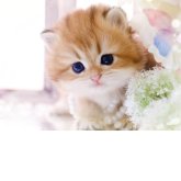 ブリティッシュロングヘア