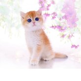 ブリティッシュショートヘア