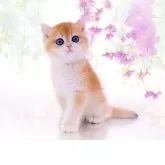 ブリティッシュショートヘア