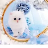 ブリティッシュショートヘア