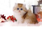 ブリティッシュロングヘア