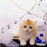 ブリティッシュショートヘア