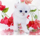 ブリティッシュショートヘア