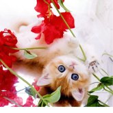 ブリティッシュショートヘア
