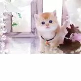 ブリティッシュショートヘア