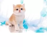 ブリティッシュショートヘア