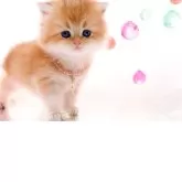 ブリティッシュロングヘア