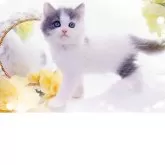 ラガマフィン