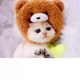 ブリティッシュショートヘア【岐阜県・女の子・2025年10月19日・シェーデッドゴールデン(ゴールド)】の写真2「可愛いタレ目♡」