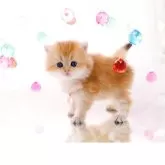 ブリティッシュロングヘア【岐阜県・女の子・2025年9月10日・シェーデッドゴールデン(ゴールド)】の写真9「スリスリ(( *´ `)"フミフミ🐾🐾甘えんぼさん」