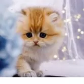 ブリティッシュロングヘア【岐阜県・女の子・2025年9月10日・シェーデッドゴールデン(ゴールド)】の写真6