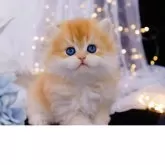 ブリティッシュロングヘア【岐阜県・男の子・2025年9月10日・シェーデッドゴールデン(ゴールド)】の写真7