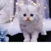 ラガマフィン【岐阜県・女の子・2025年9月19日・シルバーパッチドタビー&ホワイト】の写真4