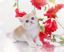 ブリティッシュショートヘア【岐阜県・男の子・2025年5月16日・シェーデッドゴールデン(ゴールド)】の写真6