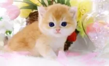 ブリティッシュショートヘア【岐阜県・男の子・2025年2月24日・チンチラゴールデン(ゴールド)】の写真12「天使の可愛さ✨輝くゴールドが美しいです」