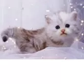 ラガマフィン【岐阜県・女の子・2025年9月19日・シルバーパッチドタビー&ホワイト】の写真5