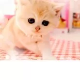 ブリティッシュショートヘア【岐阜県・女の子・2025年10月19日・シェーデッドゴールデン(ゴールド)】の写真5