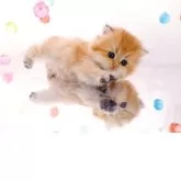 ブリティッシュロングヘア【岐阜県・女の子・2025年9月10日・シェーデッドゴールデン(ゴールド)】の写真12