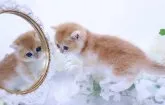ブリティッシュショートヘア【岐阜県・女の子・2026年5月13日・ゴールド系】の写真7