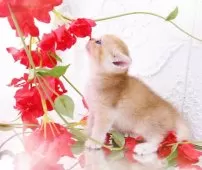 ブリティッシュショートヘア【岐阜県・男の子・2025年5月16日・シェーデッドゴールデン(ゴールド)】の写真9