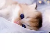 ブリティッシュロングヘア【岐阜県・女の子・2025年9月24日・シェーデッドゴールデン(ゴールド)】の写真14