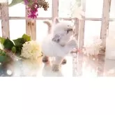 ラガマフィン【岐阜県・女の子・2025年10月23日・ライラック】の写真8