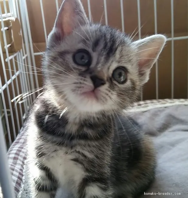ID：1905-01730の子猫