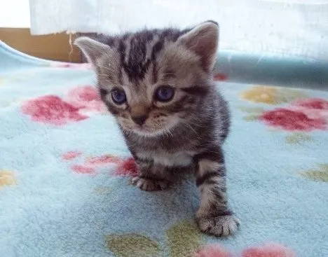 ID：1410-00031の子猫
