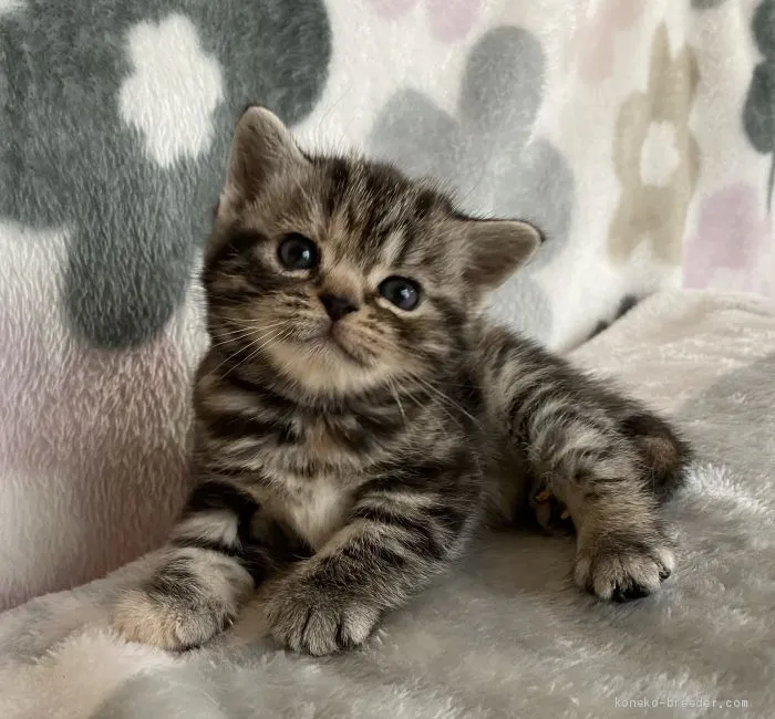 ID:2010-01819の子猫