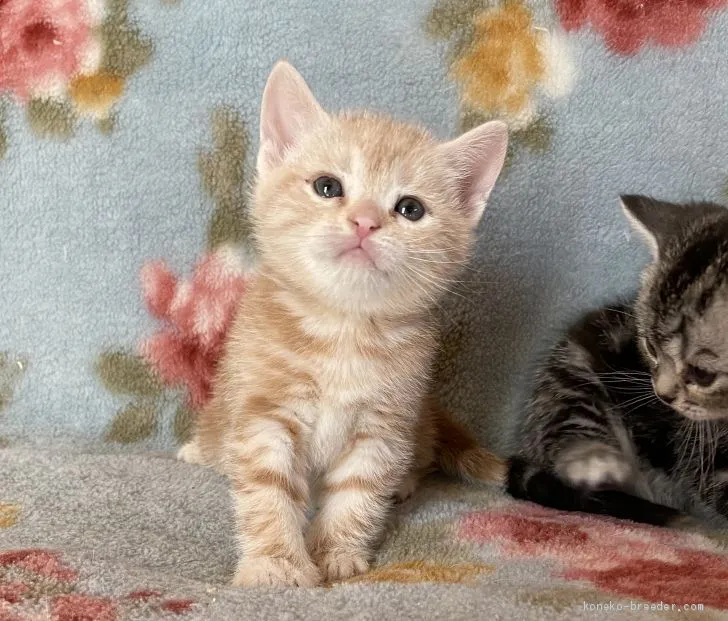 ID：2003-01045の子猫