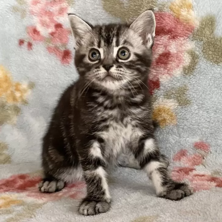 ID：2404-02539の子猫