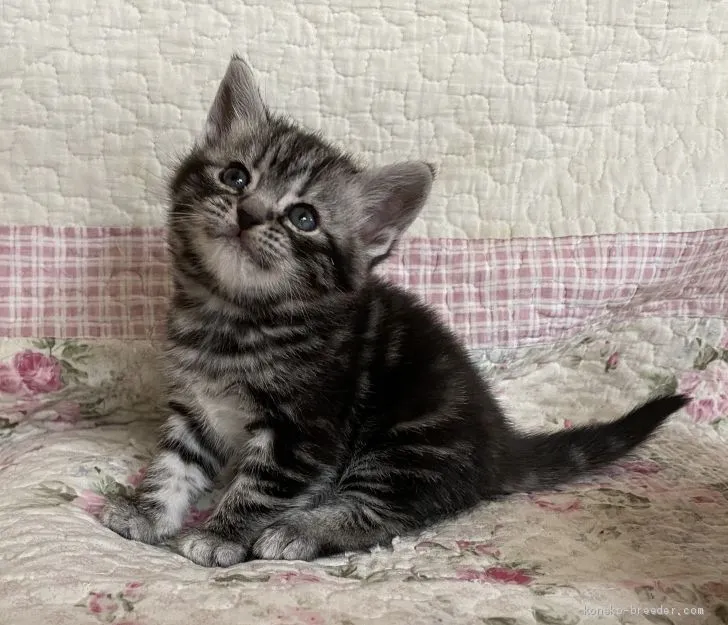 ID：2003-00953の子猫