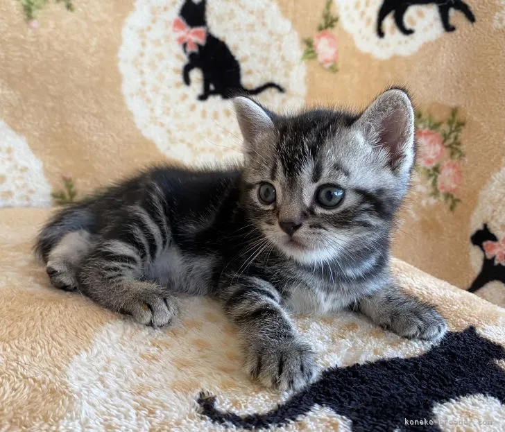 ID：2108-01830の子猫