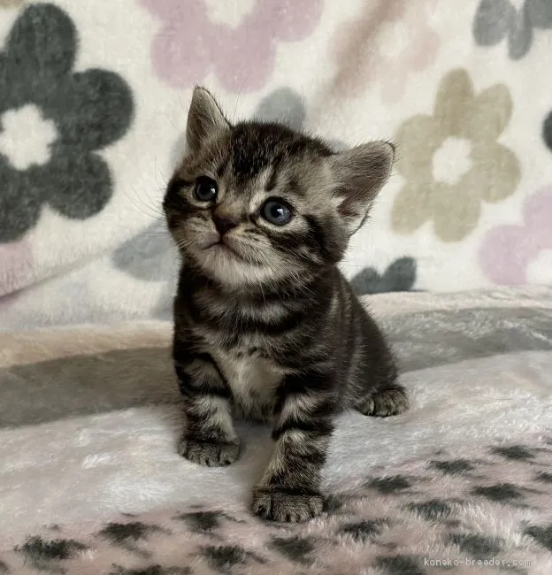 ID:2010-01815の子猫