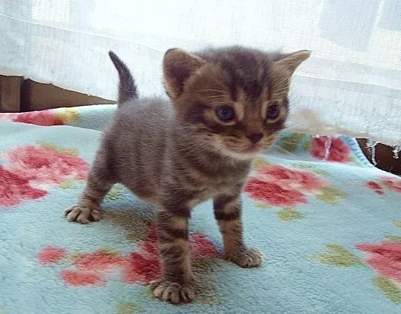 ID：1410-00032の子猫