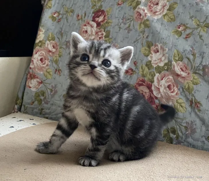 ID：2003-00993の子猫