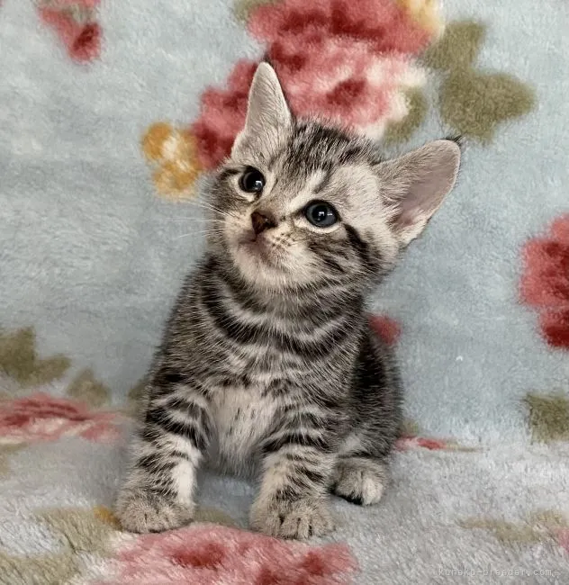 ID：2109-00090の子猫