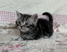 アメリカンショートヘア【埼玉県・女の子・2020年2月17日・シルバークラシックタビー】の写真2「女の子らしいキュートなお顔です♪」